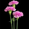 Purple Carnations paint by number