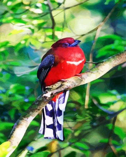 Red Trogon Bird paint by numbers