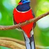 Red Trogon Bird Animal paint by numbers