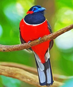 Red Trogon Bird Animal paint by numbers