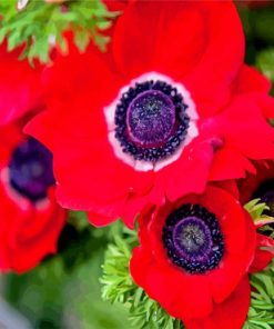 Red Anemones Flowers paint by numbers