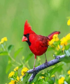 Red Cardinal Bird paint by number
