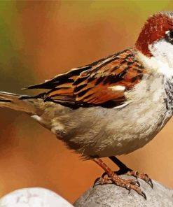 Brown And White Sparrow Bird paint by numbers