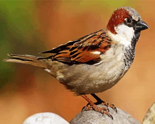 Brown And White Sparrow Bird paint by numbers