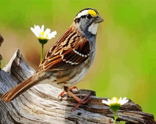 Sparrow Bird With Flower paint by numbers