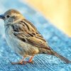Cute Sparrow Bird Animal paint by numbers