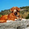 Animal Dog Toller paint by numbers