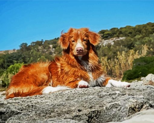 Animal Dog Toller paint by numbers