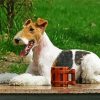Wire Fox Terrier Animal paint by numbers