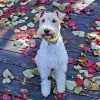 Wire Fox Terrier Dog paint by numbers