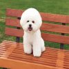 Cute Bichon Frise paint by number