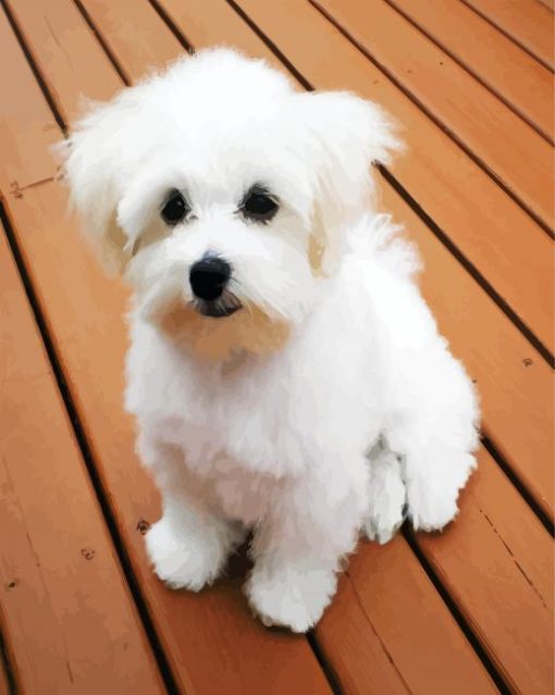 White Bichon paint by number