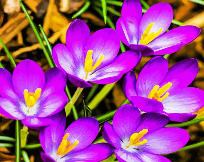 Whitewell Purple Crocus paint by number