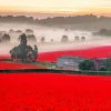 English Poppy Field paint by numbers