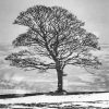 Black And White Tree In Snow paint by numbers