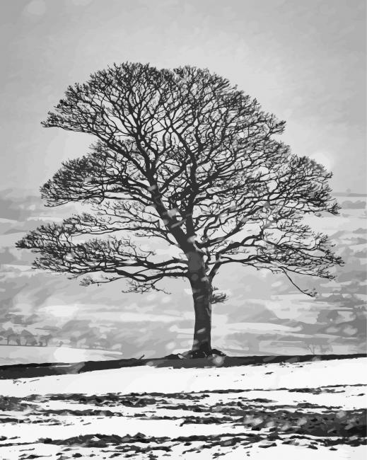 Black And White Tree In Snow paint by numbers