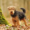 Welsh Terrier Dog paint by numbers