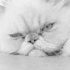 Black And White Persian Cat paint by numbers