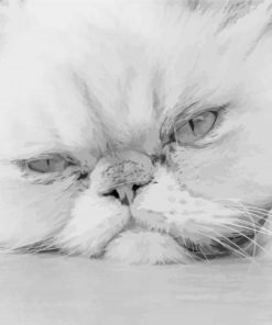 Black And White Persian Cat paint by numbers