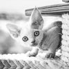 Black And White Devon Rex Cat paint by numbers