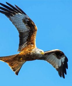 Flying Red Kite Bird paint by numbers