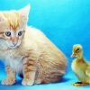 Adorable Duck And Cat paint by numbers