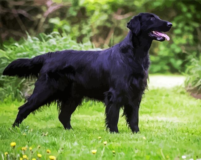 Black Flat Coated Retriever paint by numbers