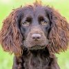 Boykin Spaniel Puppy paint by numbers