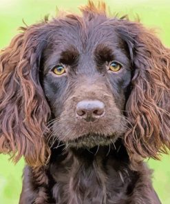Boykin Spaniel Puppy paint by numbers