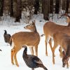 Deers And Turkeys In Snow paint by numbers