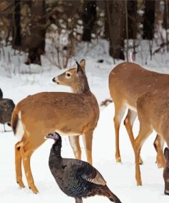 Deers And Turkeys In Snow paint by numbers