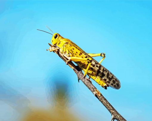 Locust Insect paint by numbers