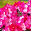Pink Rhododendron Plants paint by numbers