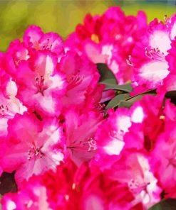 Pink Rhododendron Plants paint by numbers