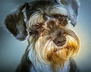 Schnauzer Head paint by numbers