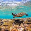 Turtle Swimming Over Ningaloo paint by numbers