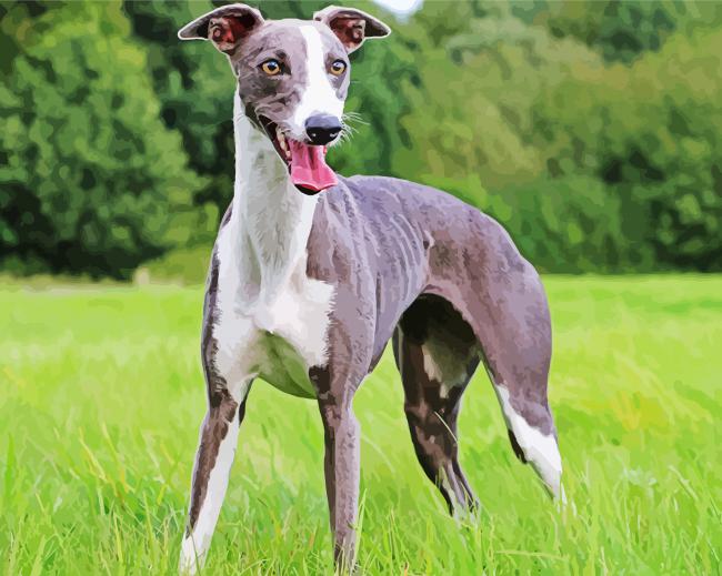 Whippet Dog paint by numbers