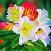 White Red Rhododendron Plants paint by numbers
