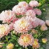 Baby Pink Peony French Flowers paint by numbers