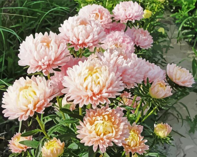 Baby Pink Peony French Flowers paint by numbers