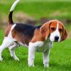 Beagle Puppy Animal paint by numbers