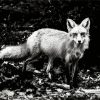 Black White Wildlife Fox paint by numbers