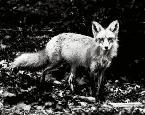 Black White Wildlife Fox paint by numbers