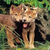 Brown Wolf Pups paint by numbers