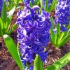 Purple French Hyacinth Flower paint by numbers