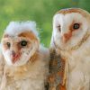 White Couple Owl paint by numbers