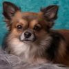 Adorable Long Haired Chihuahua paint by numbers