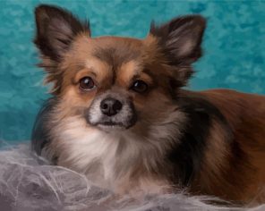 Adorable Long Haired Chihuahua paint by numbers