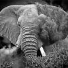Monochrome Elephant Dust paint by numbers