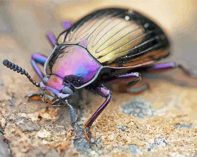 Purple Beetle paint by numbers